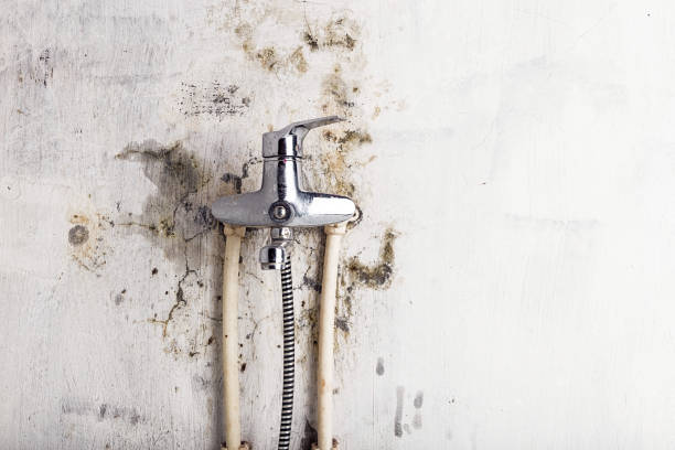 Best Toxic Mold Removal  in Romeo, MI
