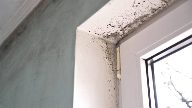 Best Mold Testing  in Romeo, MI