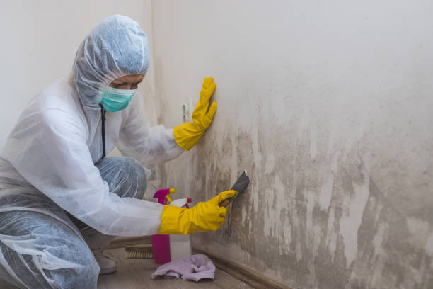 Best Office Mold Removal Services  in Romeo, MI