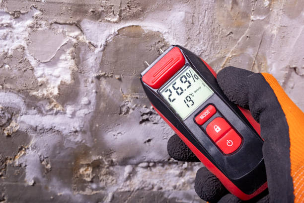 Best Mold Removal Process  in Romeo, MI