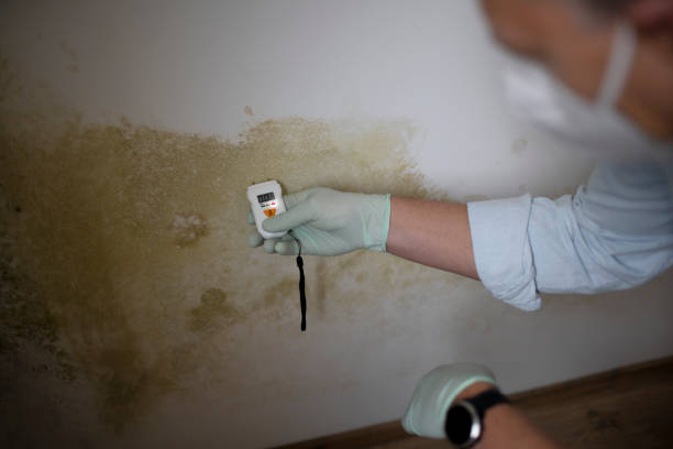 Mold Removal Process in Romeo, MI