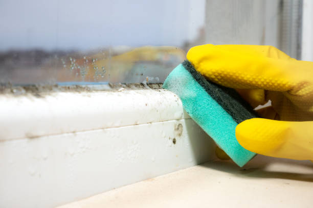 Best Emergency Mold Removal  in Romeo, MI