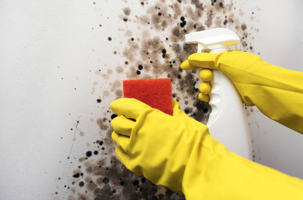 Best Commercial Mold Removal  in Romeo, MI