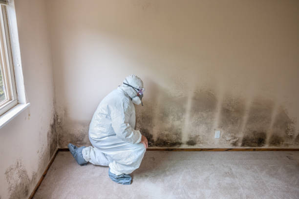 Best Mold Cleaning Services  in Romeo, MI