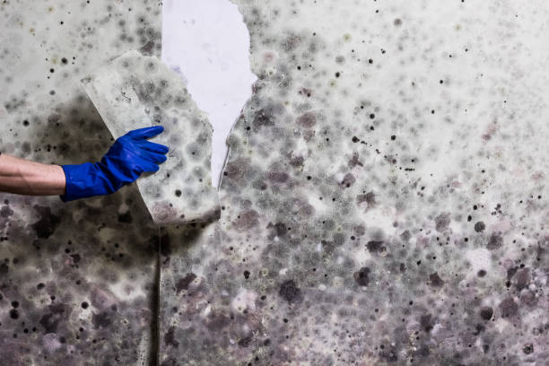 Best Mold Damage Repair  in Romeo, MI